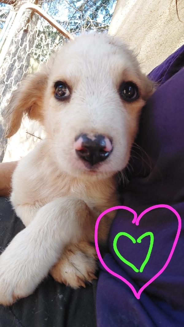 Morris Splendido Dolce Cucciolo Cerca Famiglia